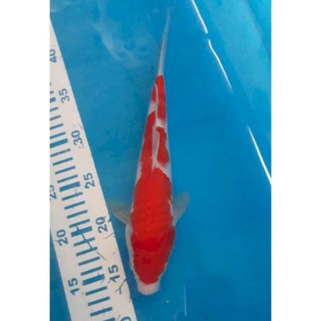 Kohaku 26 cm