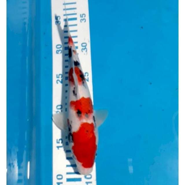 Sanke 25 cm