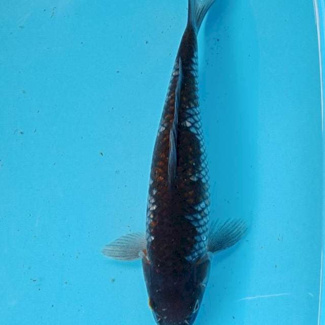 Ochiba 28cm