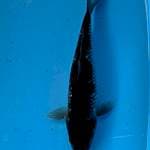 Ochiba 28cm