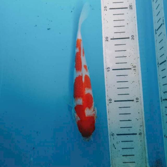 Kohaku