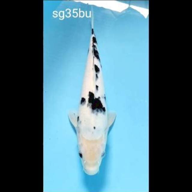 Beko 35bu