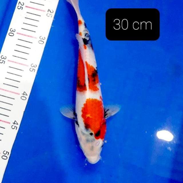 Motogoro 30 cm