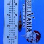 Kohaku setrong 10cm. Bahan show