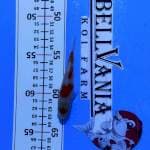 Kohaku 10cm. Siap show. Setrong
