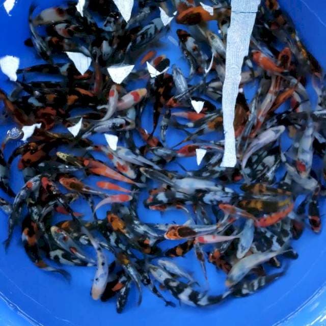 Jenis mix layak di besarkan