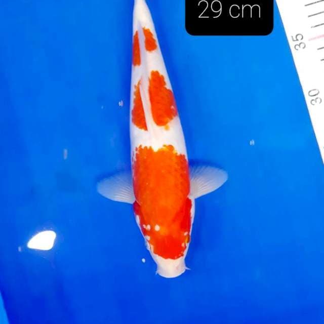 M.R. 29 cm