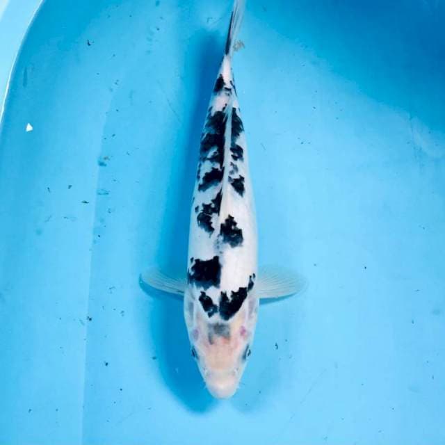 Bekko, 30 cm