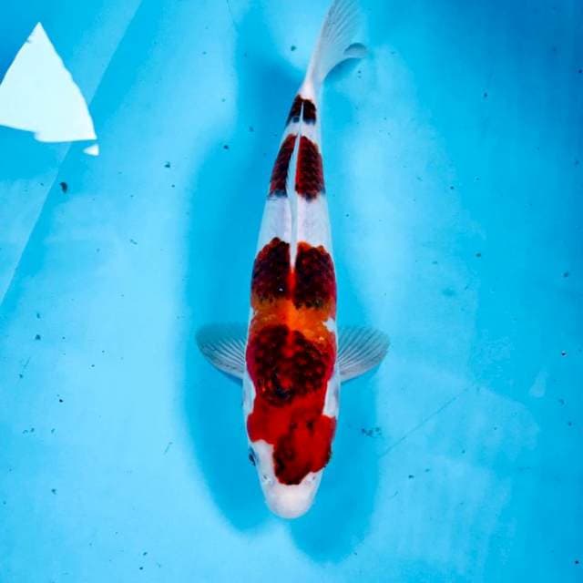 Goromo, 30 cm