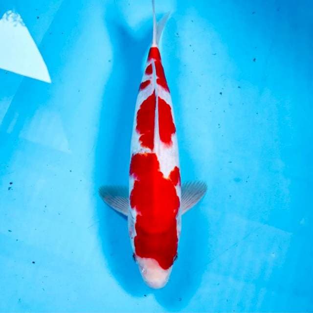 Kohaku, 29 cm