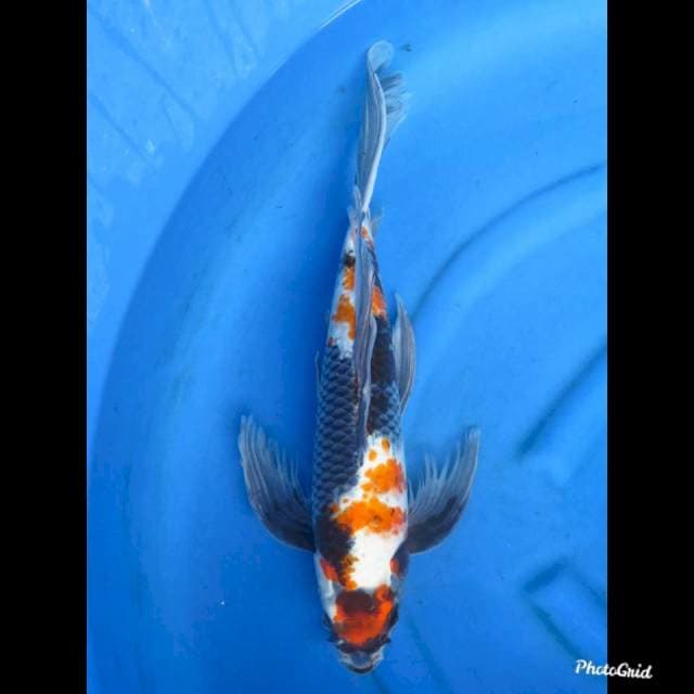 JUMBO KUMPAY , 50cm