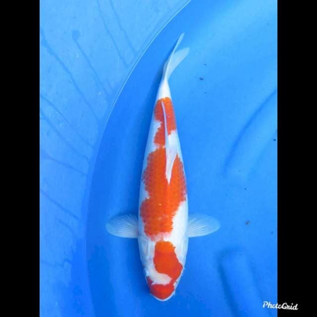 KOHAKU BAKAT JUMBO , 40cm 