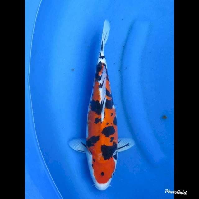 DOITSU SANKE , 35cm