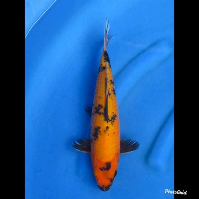 HI UTSURI - MALE , 34cm
