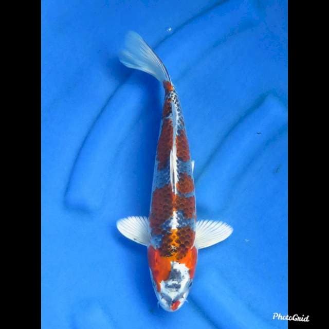 BENIGINGA , 32cm 