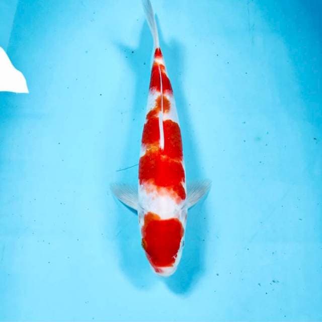 Kohaku, 25 cm