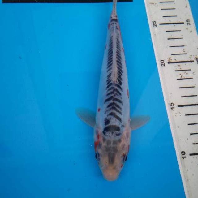Shusui F1 prima koi