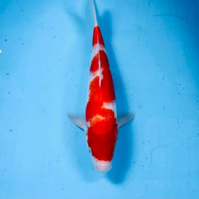Kohaku, 25 cm