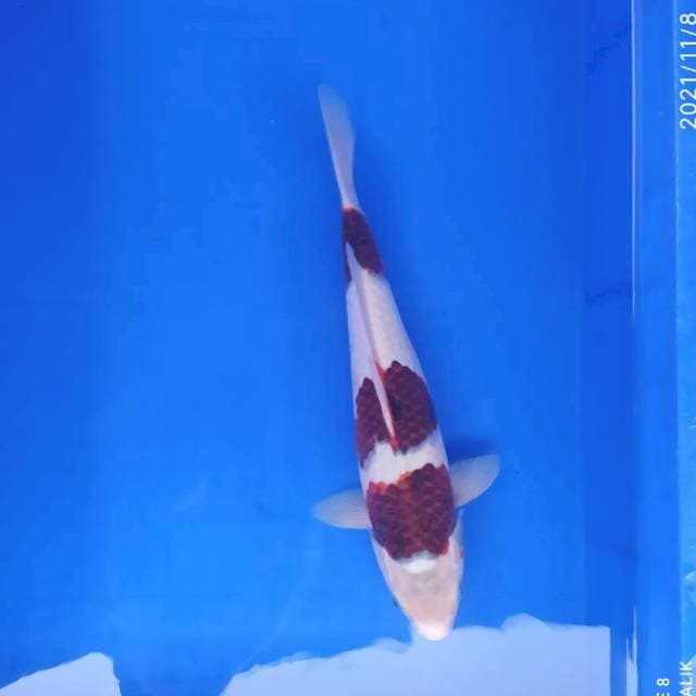 Goromo 33 cm