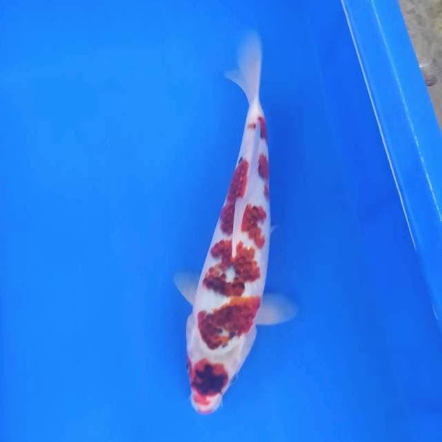 Goromo 30 cm