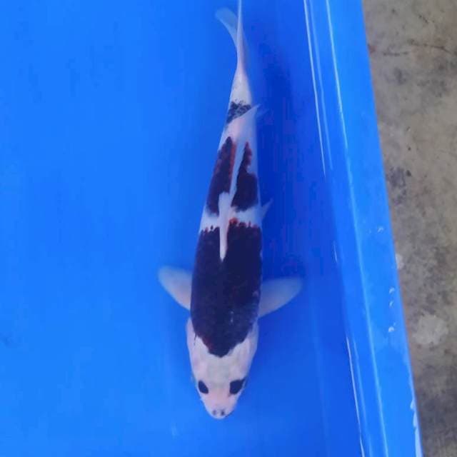 Goromo kacamata 27 cm