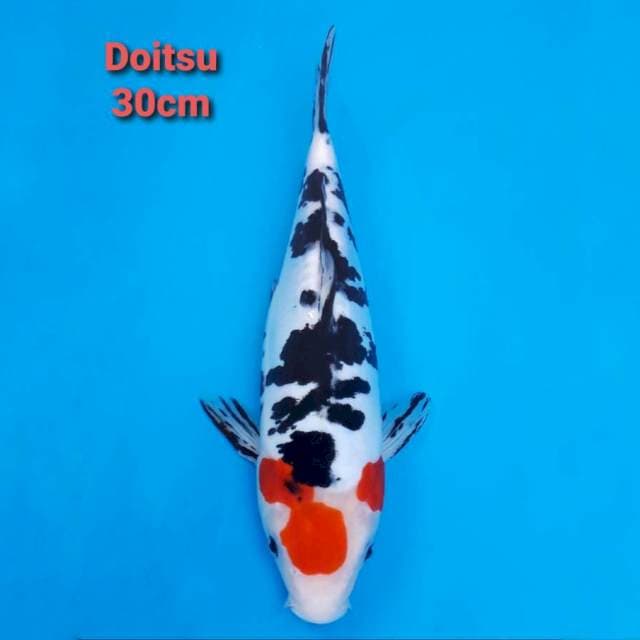 Doitsu Showa 30cm