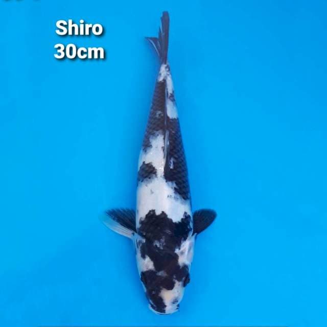 Shiro 30cm