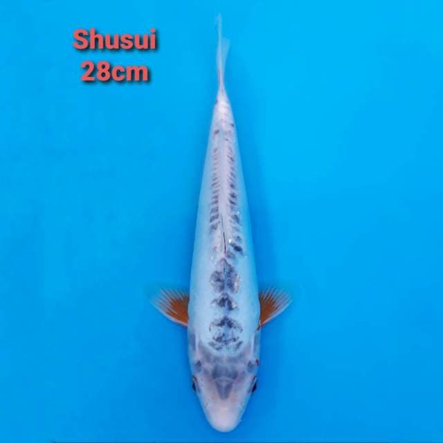 Shusui 28cm