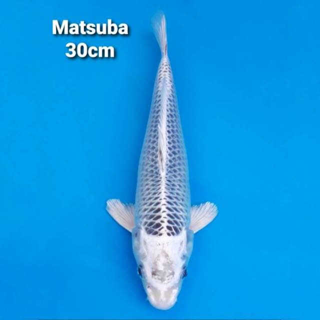 Matsuba 30cm