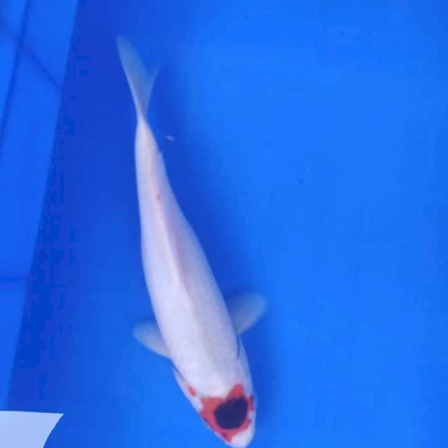 Tancho goromo 30 cm