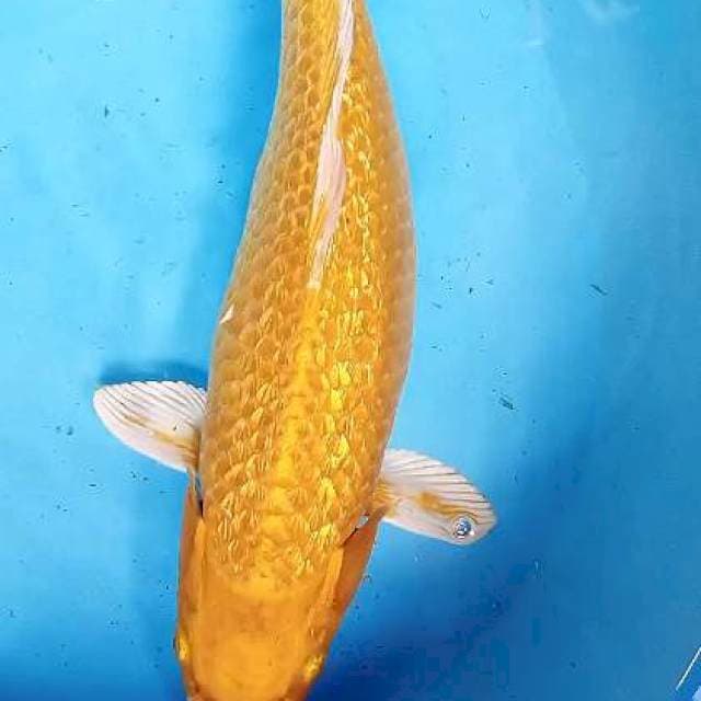Ogon ginrin fm 40 cm