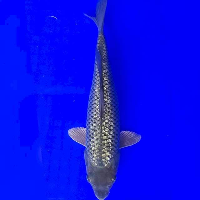 Black Soragoi Ginrin 29cm
