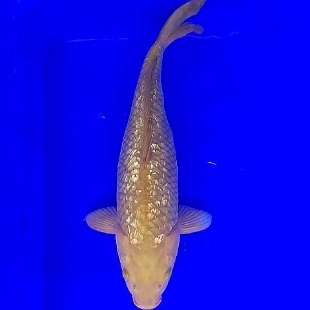 Midori Ginrin 36cm