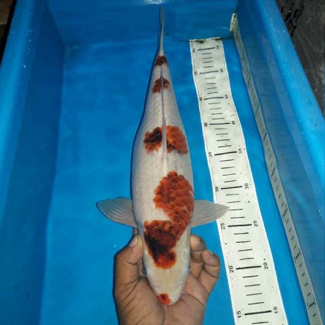 Goromo bakat jumbo