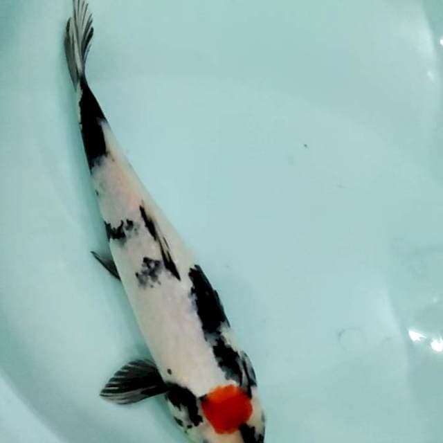 Tanco showa 36cm