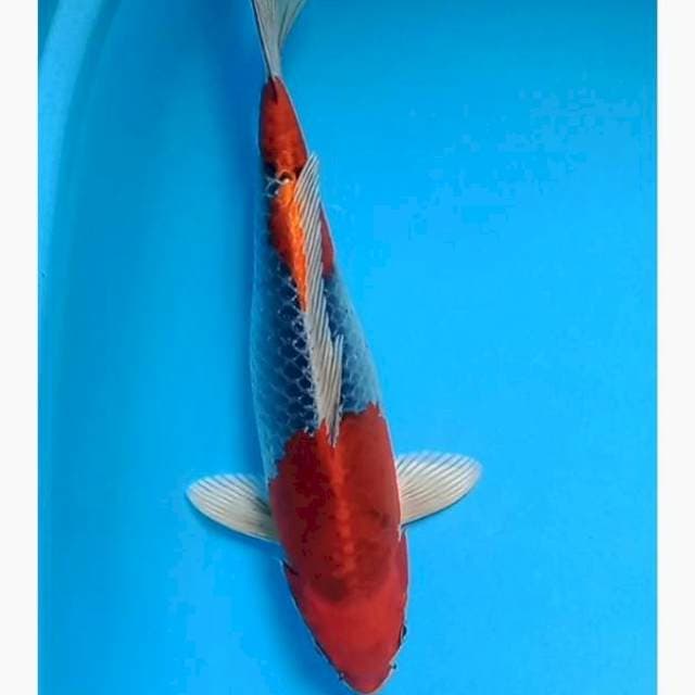 Red Kujaku