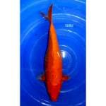 Benigoi 48cm 