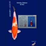 Jumbo Kohaku 60 BU Serti Matsue