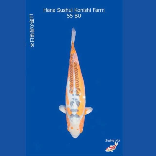 Jumbo Hana Sushui 57cm Non Certy