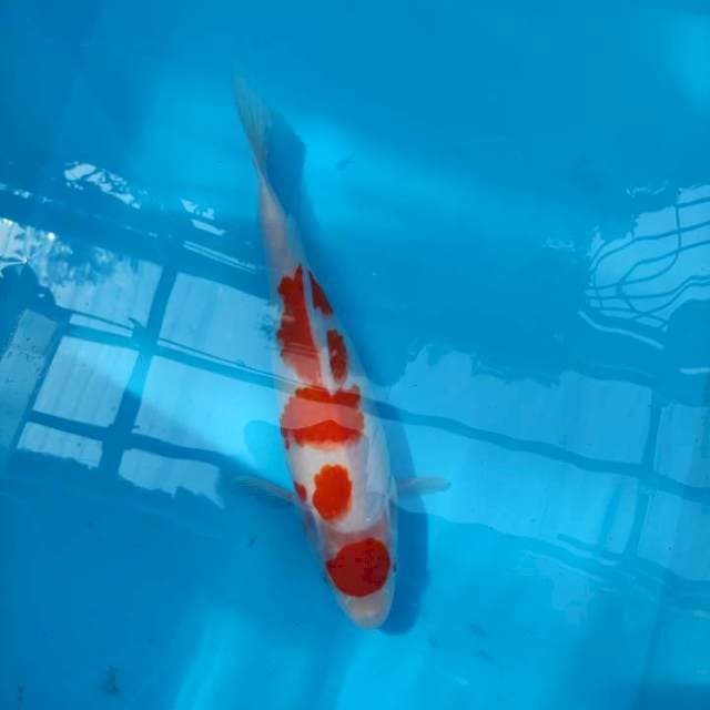 🔴⚪🎏Maruten Kohaku