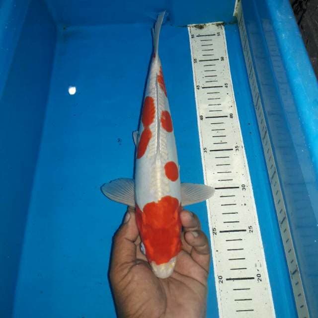Kohaku doitshu