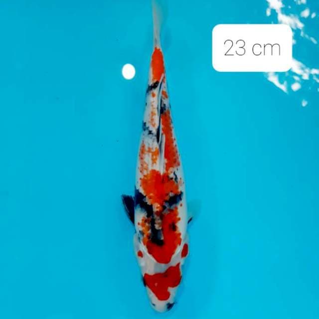 Kanoko 23 cm