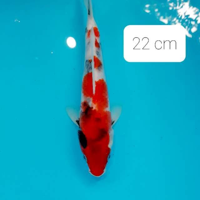 Kindai 22 cm