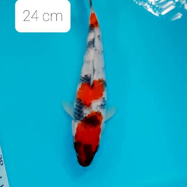 Sumi 24 cm