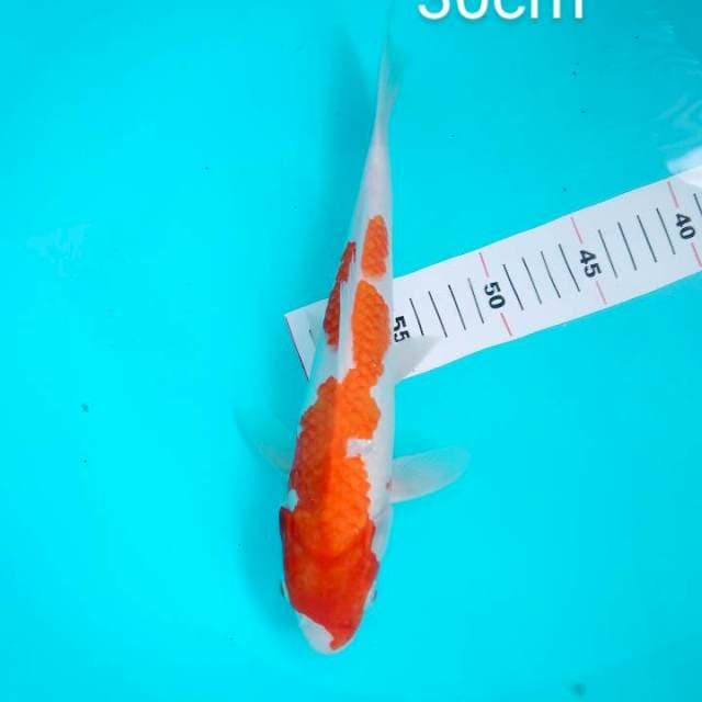 kohaku inazuma 30cm