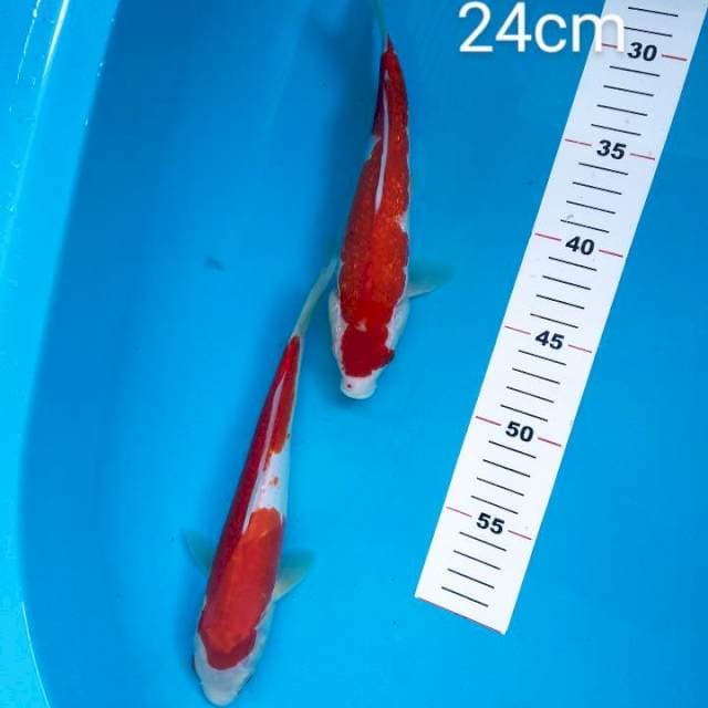 kohaku doitsu + Ginrin 24cm
