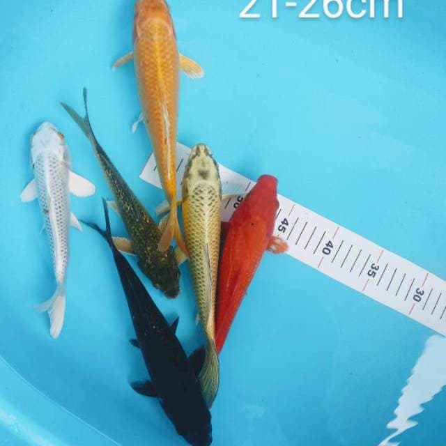 mix penjinak 21-26cm