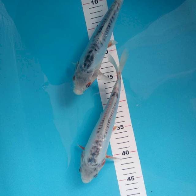 Duo shusui 25cm