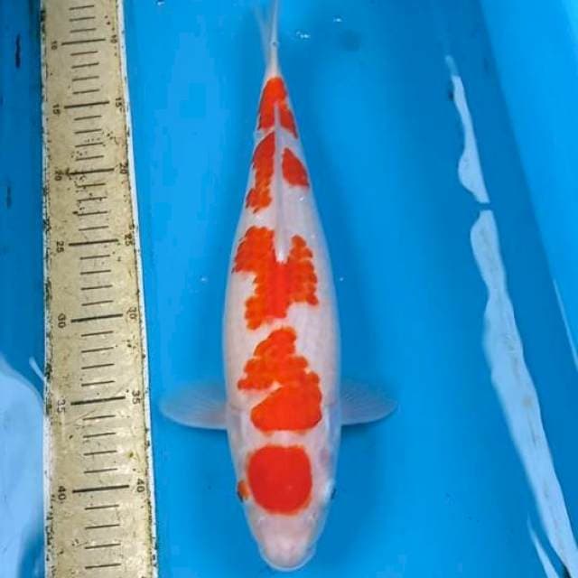 Kohaku 37cm
