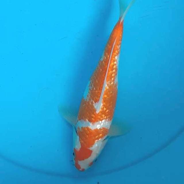 Kohaku ginrin 25cm